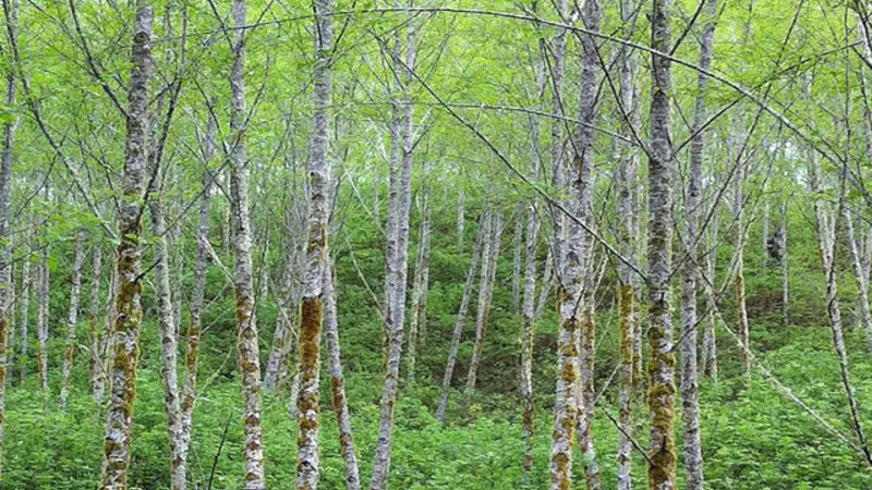 A stand of red alder trees in the Oregon Coast Range