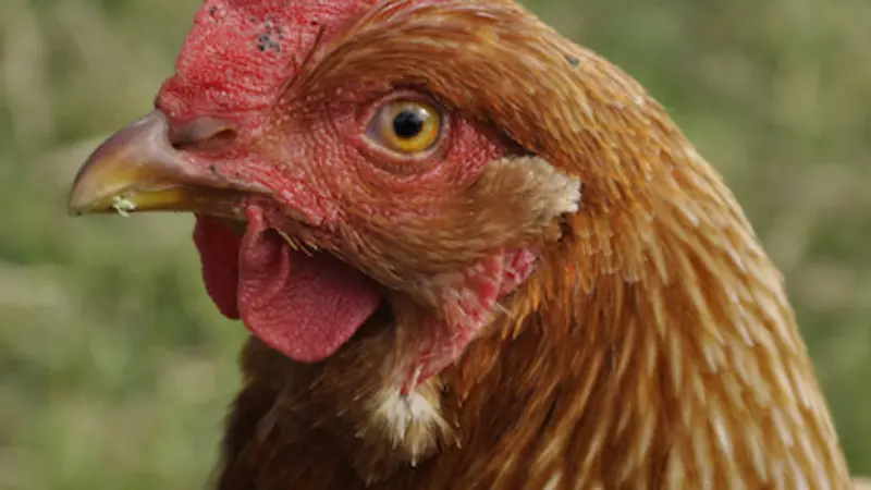 A red chicken looking very threatening and/or pensive