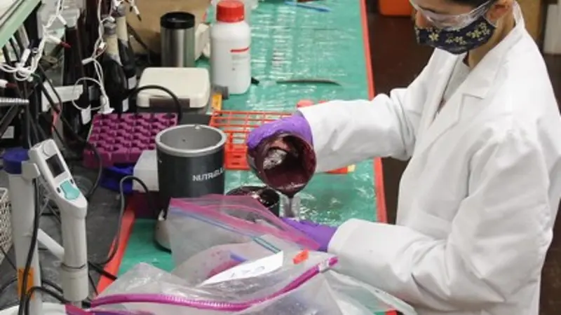 wine smoke research