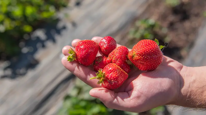 Ripe Oregon-grown strawberries.