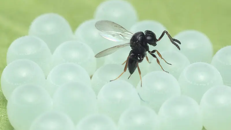 An adult samurai wasp lays eggs in a mass of brown marmorated stink bug eggs