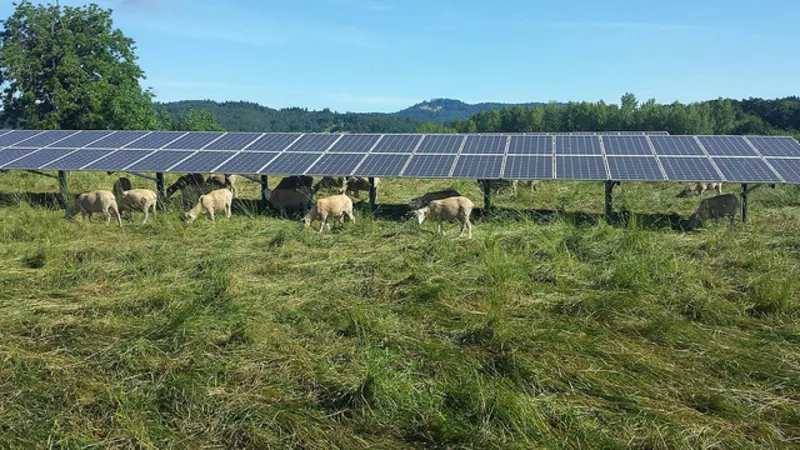 sheep grazing under array