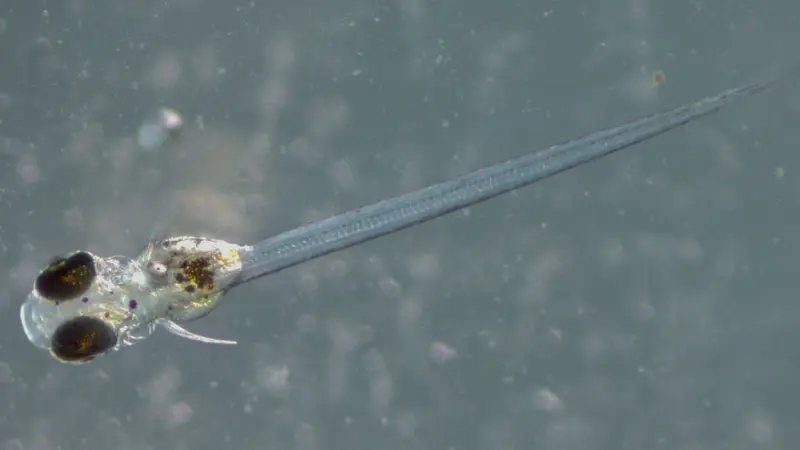 An inland silverside fish three days after hatching from the egg