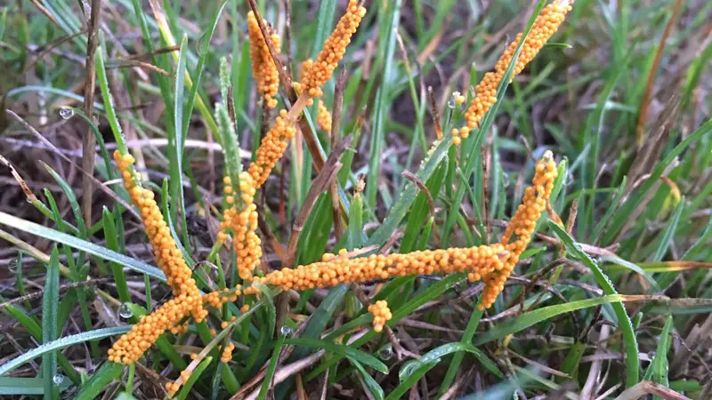 slime mold