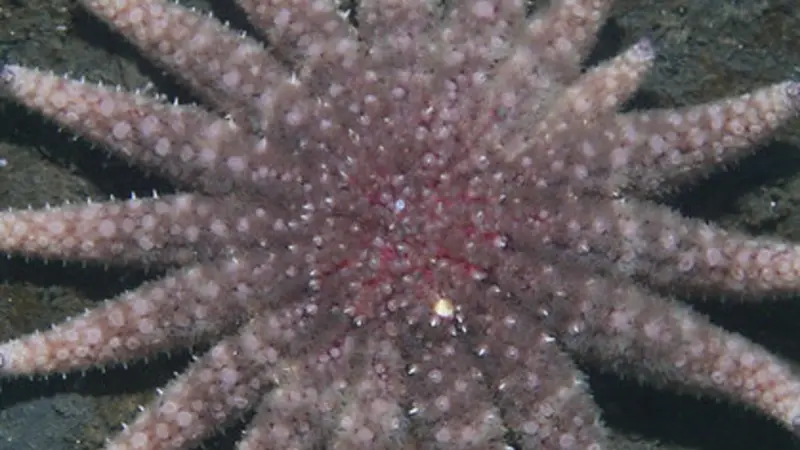 Sunflower sea star, photo by Steve Lonhart