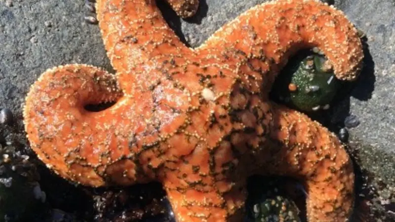 Ochre sea star