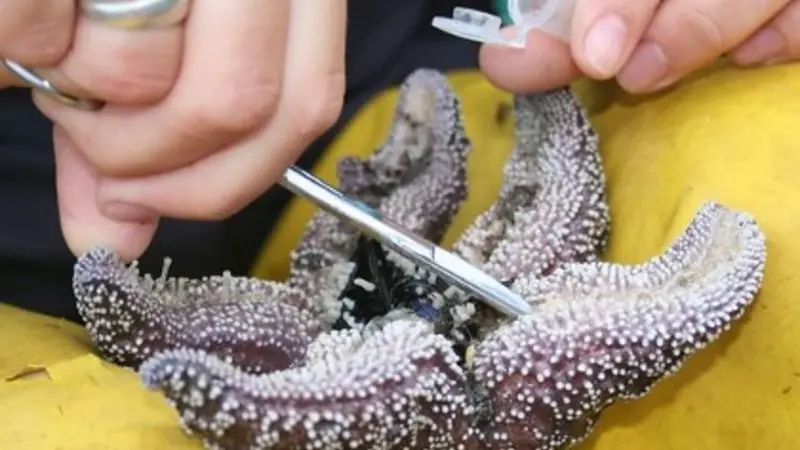 Diseased ochre sea star