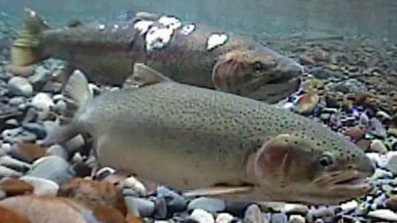 Steelhead