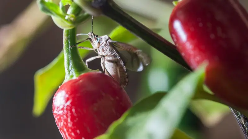 A brown marmorated stink bug crawls on a plant with red peppers.