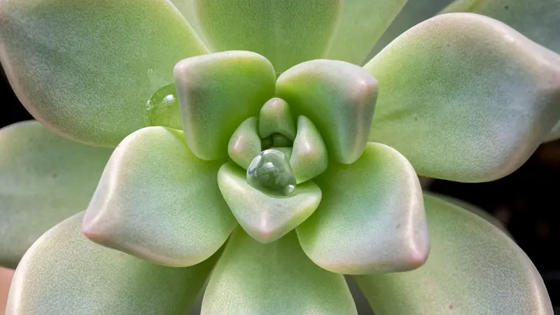 Succulents – defined by the water stored in their leaves – are an incredibly diverse group of plants with many different forms, textures and colors. Photo by Alyson Yates.