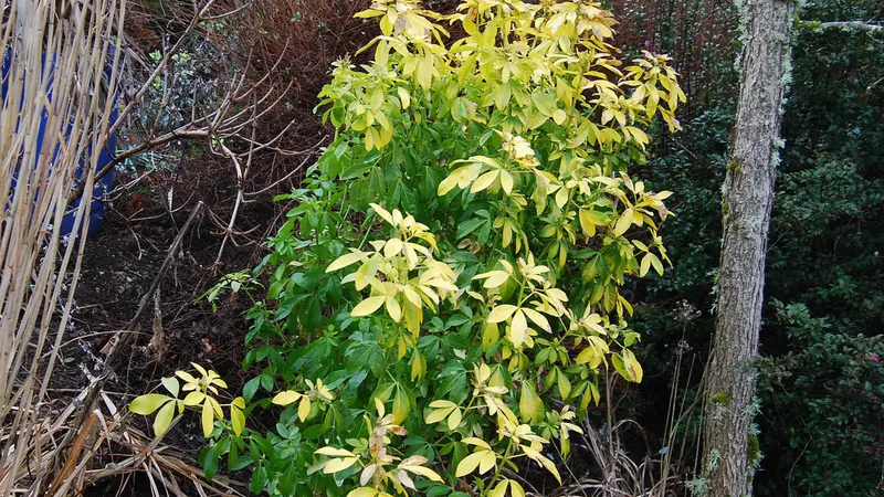 Gold Leaf Mexican Orange "Sundance" has dramatic yellow-green foliage. Photo by Barb Fick.