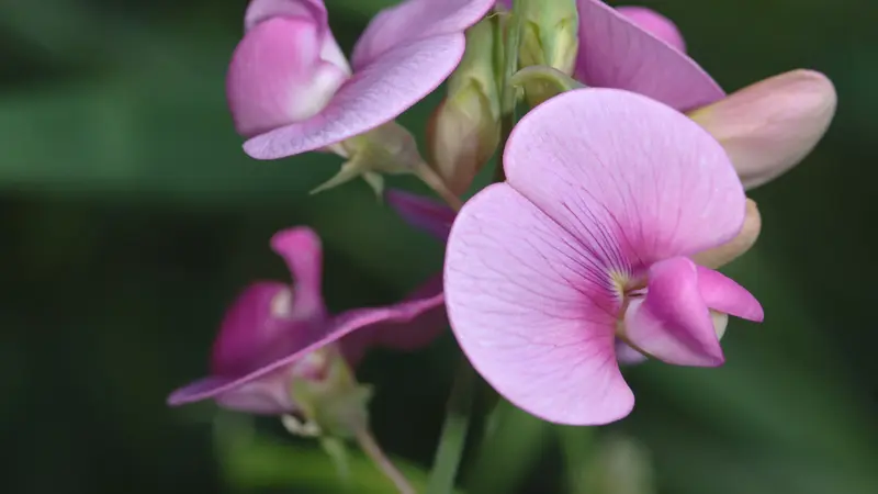 sweet pea blossom