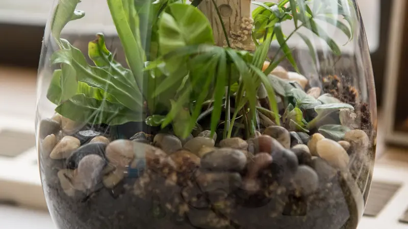 terrarium