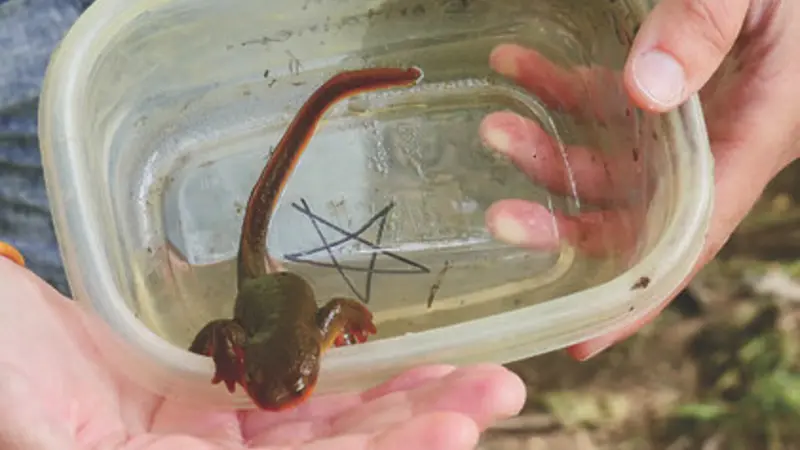 Rough-skinned newt, Get Outdoors Day 2019, photo by Julia Lont