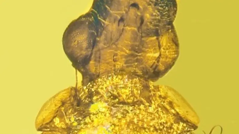 New, extinct species of froghopper described from 100-million-year-old Burmese amber by OSU's George Poinar Jr.