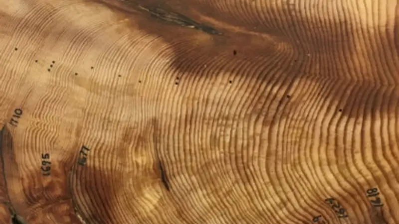 Tree rings