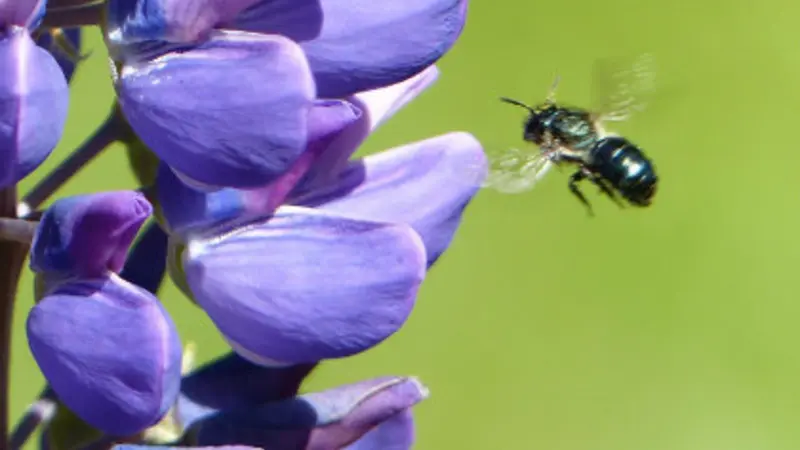 Wild bee