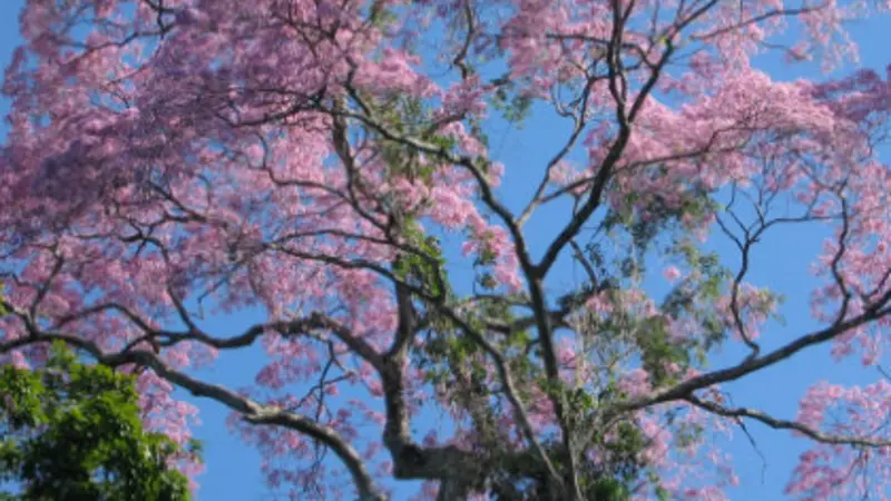 Ipe tree