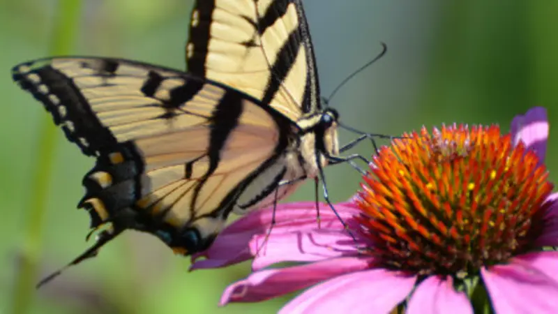 swallowtail butterfly