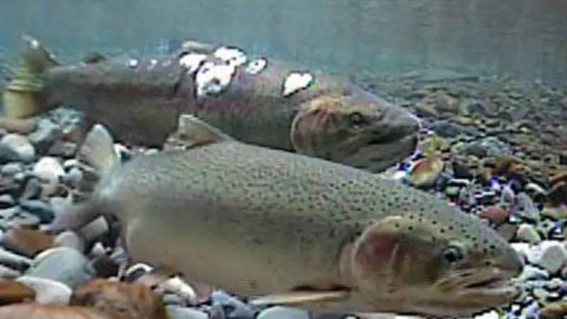 steelhead