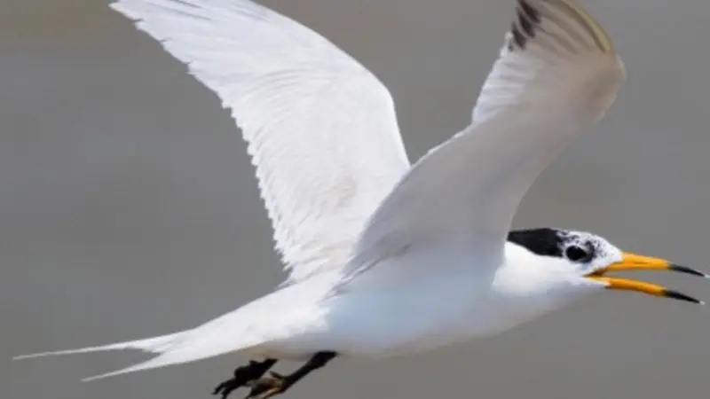Chinese crested tern