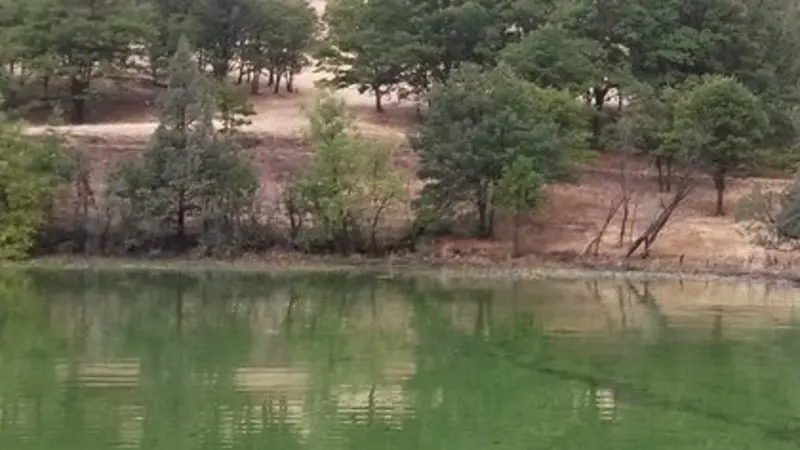 Harmful algal bloom