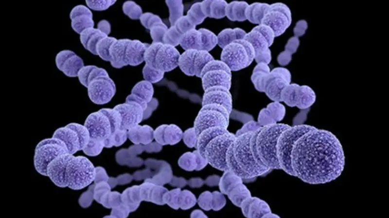 Streptococcus bacteria