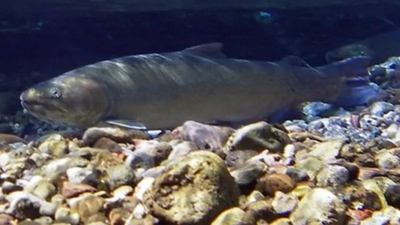 Bull trout