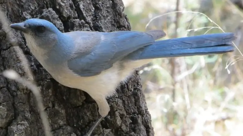 California scrub-jay