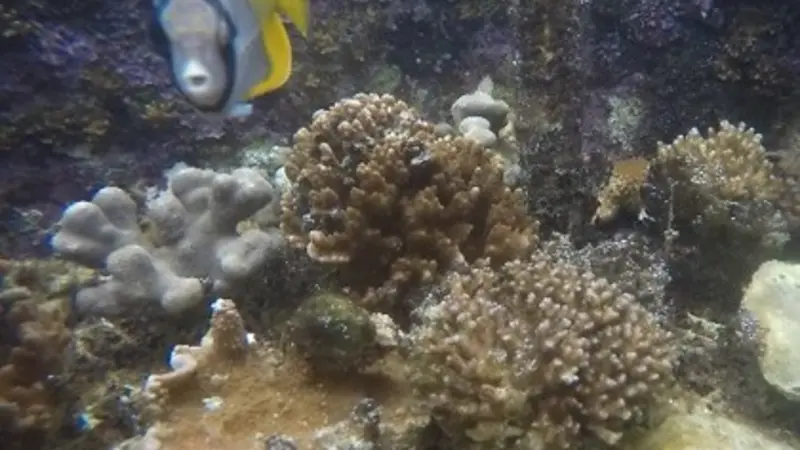 corals under control conditions