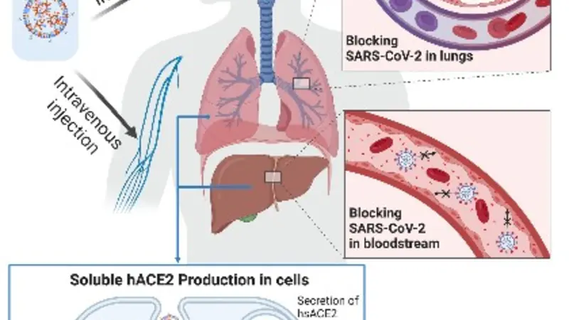 mRNA therapy for COVID-19