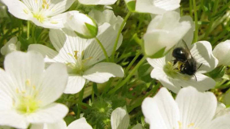 meadowfoam