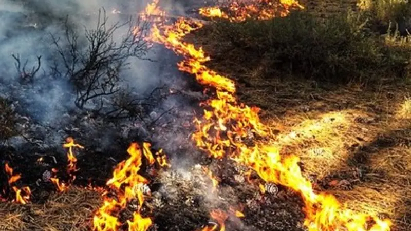 2019 Boundary Prescribed Burn, Fremont-Winema National Forest, photo by Skye Greenler, OSU College of Forestry.