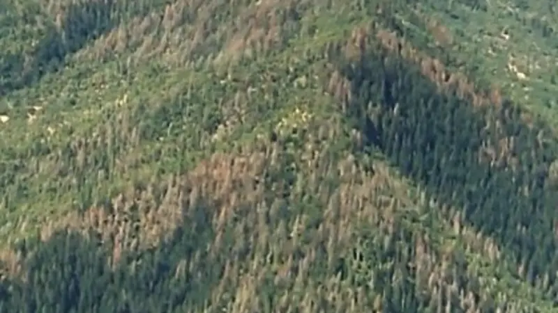 Dead Douglas-fir trees in the Applegate Valley area of Oregon's Klamath Mountains. Photo by Bob Schroeder, U.S. Forest Service.
