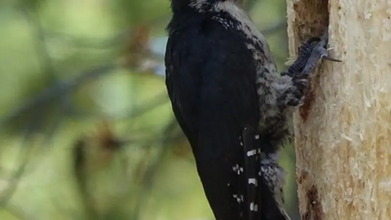 Black-backed woodpecker