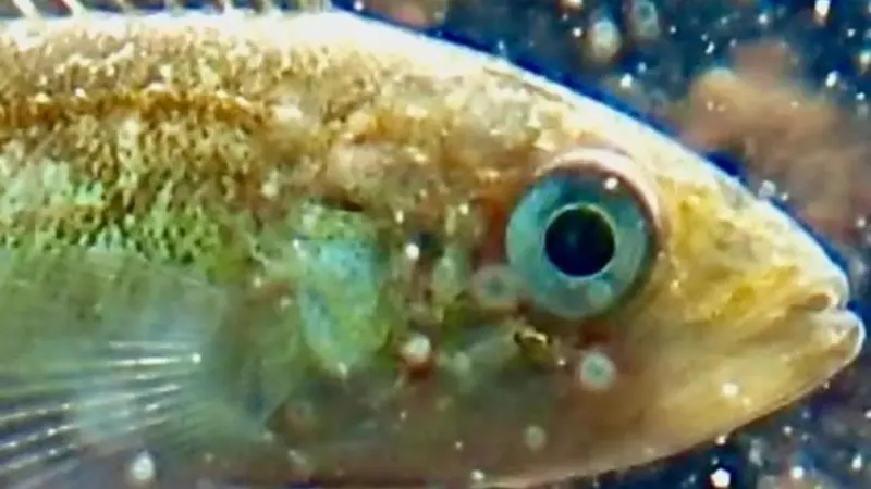 Juvenile black rockfish, photo by Will Fennie