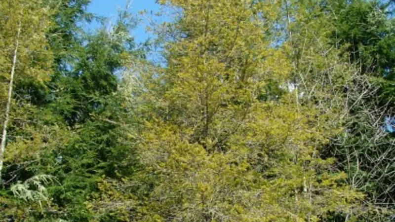 Hemlock and fir