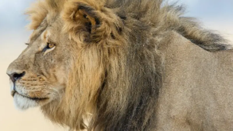 Cecil the Lion