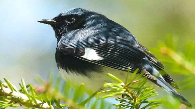 black-throated blue warbler, photo by Matt Betts