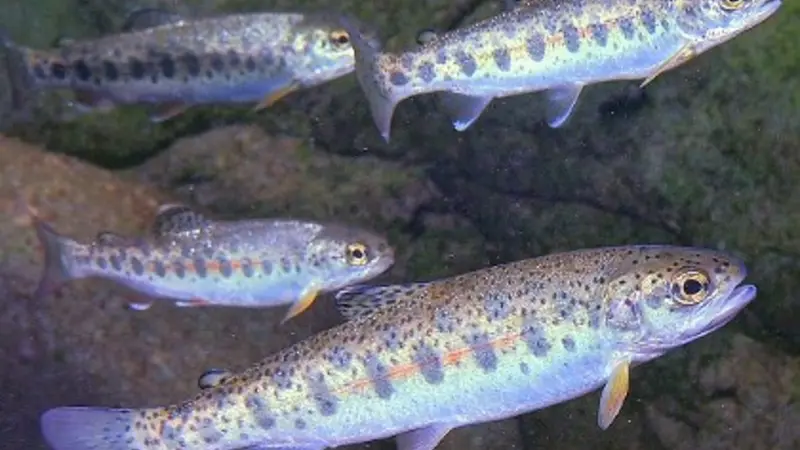 Juvenile steelhead trout in a natural stream environment. (Photo by John McMillan) 