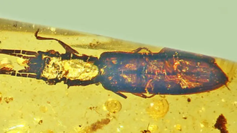 Researchers led by an Oregon State University scientist have identified a new species of beetle from Burmese amber, a specimen with antennae nearly 8 millimeters long attached to a 2.3-millimeter body. Collaborators named the new silvan flat bark beetle P