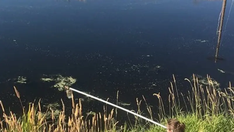 Algae sampling