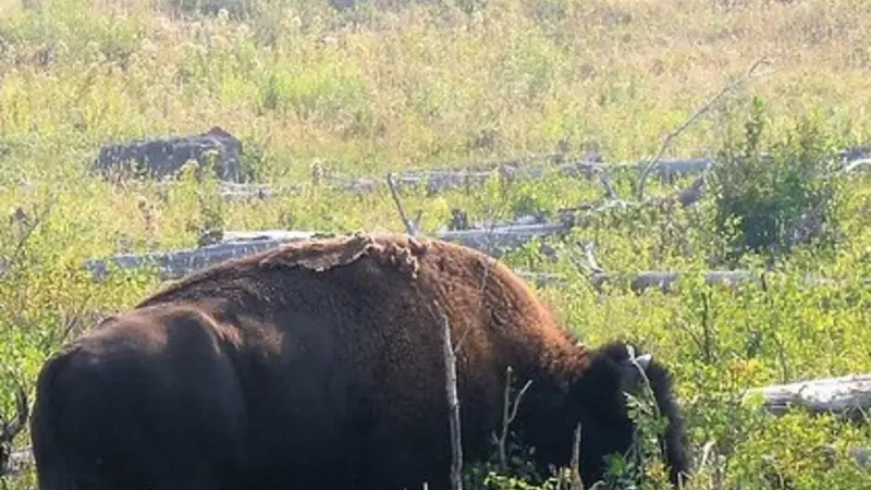 A bison bull breaking aspen saplings and eating aspen in the Lamar Valley in northern Yellowstone National Park. Overstory aspen trees have died and fallen to the ground as seen in the photo, and tall saplings have grown since the early 2000s. Broken stem