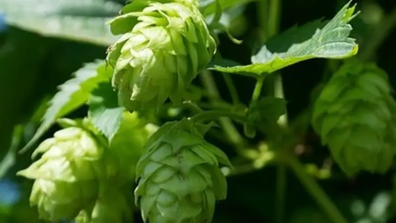 Hops, like those growing on this trellis in Corvallis, Ore., can be a source of xanthohumol, which researchers believe may have value in addressing obesity and metabolic syndrome. (Photo courtesy USDA)