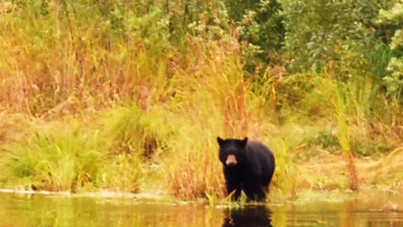 Tongass National Forest, photo by Logan Berner