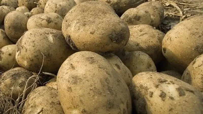 Potatoes are harvested on a farm in Culver, Ore. Photo by Lynn Ketchum.