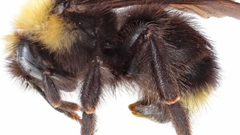 Bombus flavidus female lateral. Photo by Josh Dunlap, Oregon Department of Agriculture.