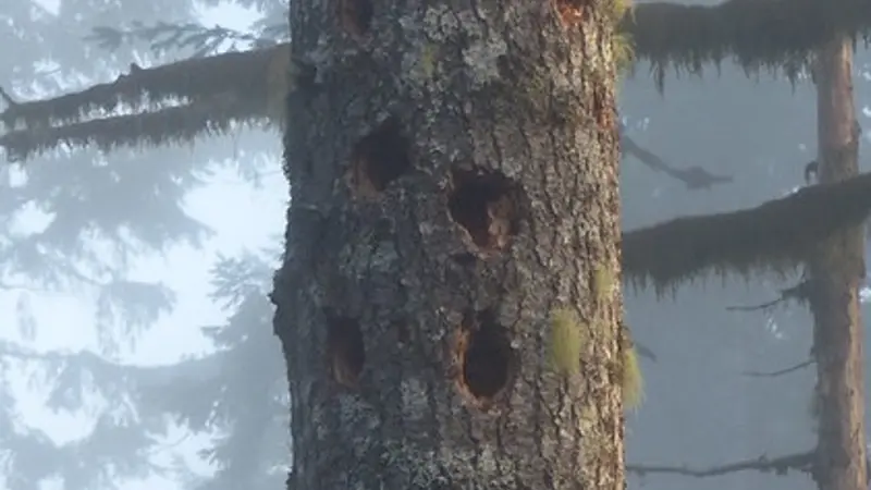 Snags serve as homes and feeding grounds for a host of vertebrate species