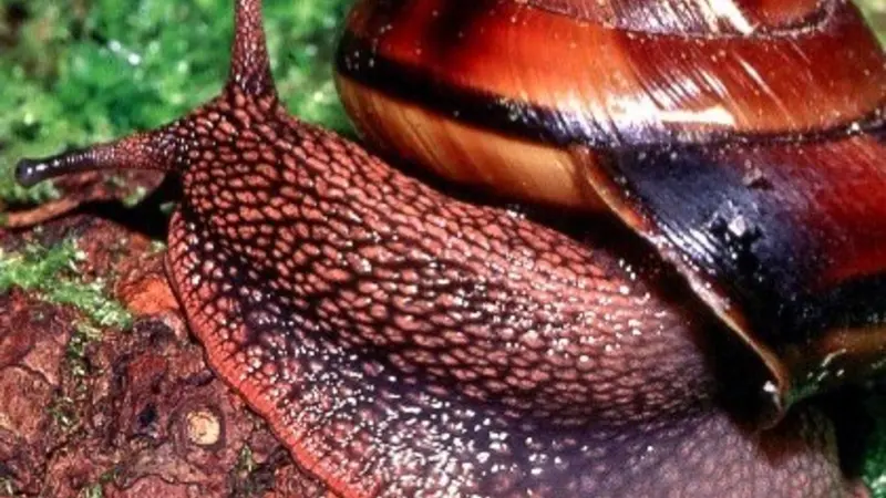 Pacific sideband snail. Photo by William P. Leonard