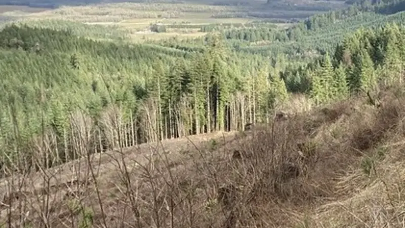 Dunn Forest, looking toward Coffin Butte